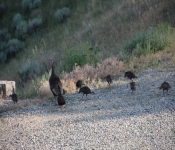MontanaTurkeys2013 007